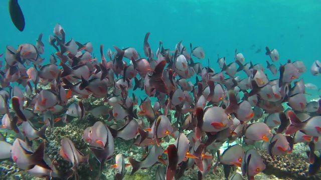 ein gro&szlig;er Schwarm Fische (Buckel-Schnapper) schwimmt im Korallenriff
