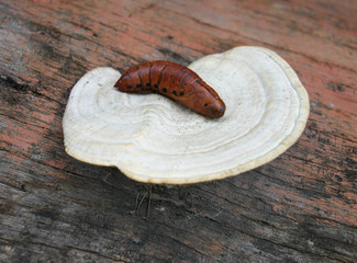 big chrysalis over poisonous mushroom
