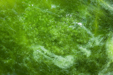 macro of thallophytic plant on a surface of water or green algae