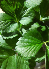 The first leaves of strawberry seedlings. Green leaves of strawberry.