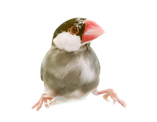 Java sparrow in studio