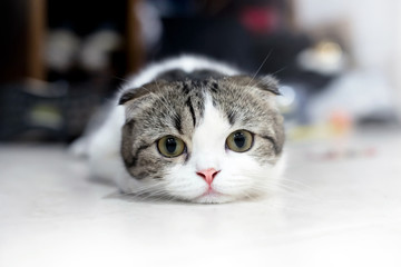 White and grey cat animal Scottish Fold cute cat sweet, Close up. Yellow eyed Cat.