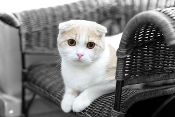Portrait of a surprised cat Scottish Fold Straight,  Cat sleeping on ground And pondering the past stories in life, Cute cat sleeps,Scottish Fold.