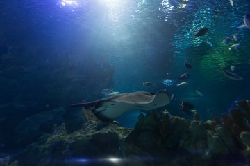 Fototapeta premium Stingray