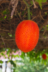 Gac Fruit,Spiny Bitter Gourd,Typical of orange-colored plant foods in Asia