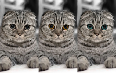  Portrait of brown-eyed three cats isolated on the floor, the Cute cat Three-color eye sleeps, Scottish Fold. Close up.
