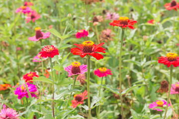 Zinnia flowers in Thailand garden
