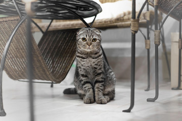Portrait of brown-eyed cat isolated on the floor,  Cat sleeping on the ground And pondering the past stories in life, the Cute cat sleeps, Scottish Fold.
