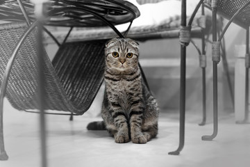 Portrait of brown-eyed cat isolated on the floor,  Cat sleeping on the ground And pondering the past stories in life, the Cute cat sleeps, Scottish Fold.