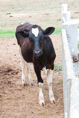 dairy cattle in Cow farm
