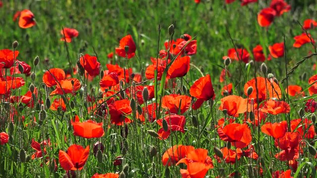 closeup of red poppies in countryside
