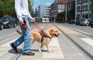 Guide dog is helping a blind man - obrazy, fototapety, plakaty