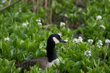 goose flora