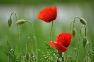 Beautiful nature with poppy 