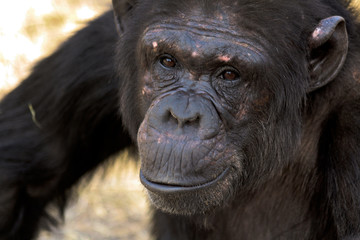 Portrait of a female chimpanzee