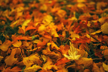 Fallen leaves lie on the ground