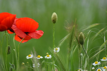 Beautiful nature with poppy 