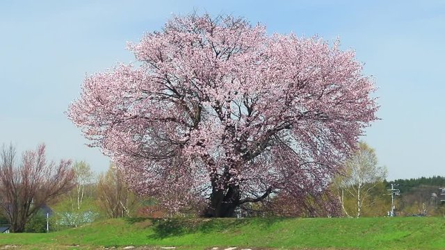 桜の大木