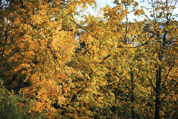 Sunny weather in autumn park