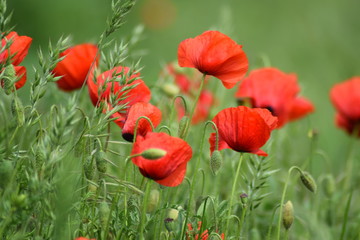 Fototapeta premium Beautiful nature with poppy 