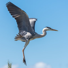 Heron, Ardea cinerea, flying and landing