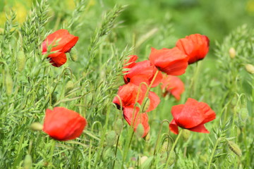 Poppy in meadow on windy day 