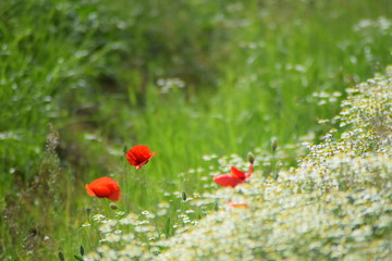 Poppy and chamomile in the meadow  