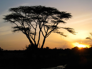 Fototapeta na wymiar Fever tree at sunset