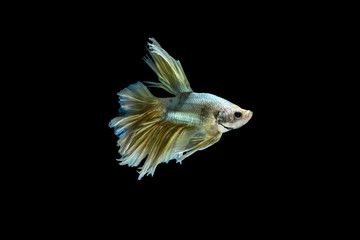 Siamese fighting fish or Betta fish isolated on black background.