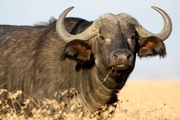 Buffalo in yellow grass © Blair Costelloe