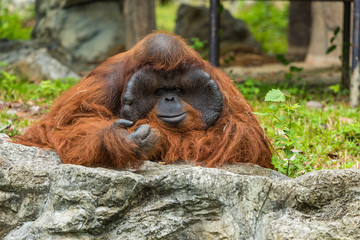 Male Orangutan has been confined in the zoo for many years showing the boring face.