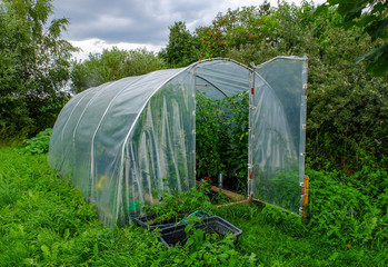 Tomatenpflanzen in einem Gewächshaus