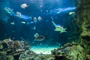 Large sawfish and other fishes swimming in a large aquarium