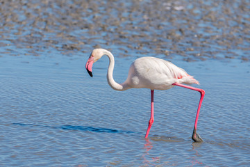     Greater Flamingo, pink bird eating in the lake in Camargue 