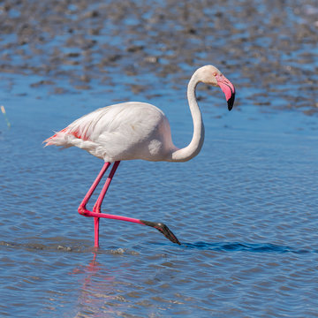 Greater Flamingo, pink bird eating in the lake in Camargue 