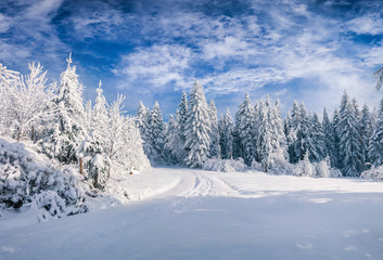 Fototapeta na wymiar Splendid Christmas scene in the mountain forest at sunny day
