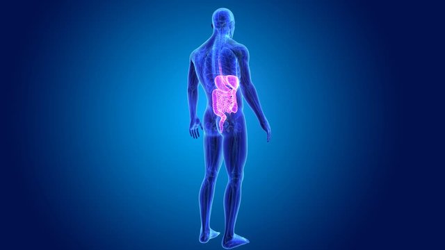 Digestive system with anatomy