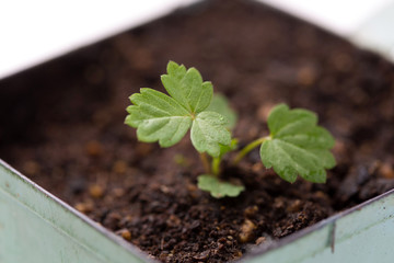 四季なりイチゴの苗