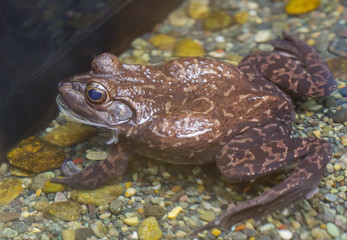 Американская лягушка, или бык-лягушка American Bull Frog