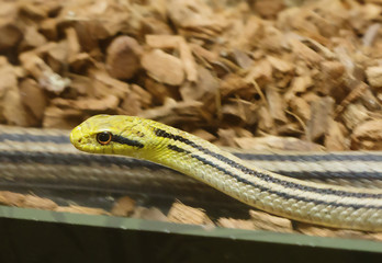Японский Полоз Japanese Four-Lined Snake