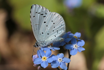 cute little butterfly