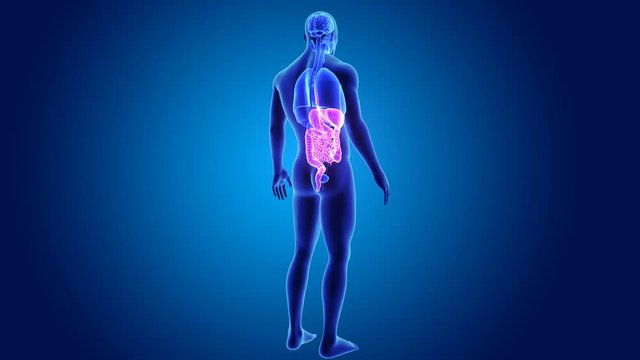 Digestive system with organs
