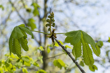 Bulbs of chestnut blossom.