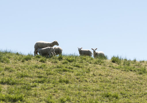 young sheep on green dike