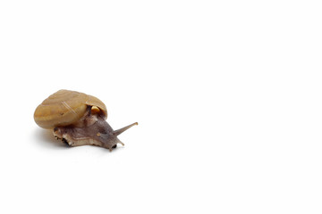Garden snail isolated on white background.