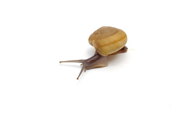 Garden snail isolated on white background.