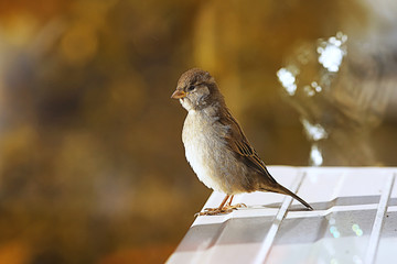 Sparrow on an iron roof
