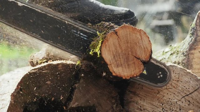 The woodcutter cuts off a small tree trunk. Slow Motion