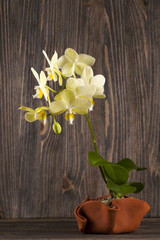 Orchid in clay pot over wooden background.