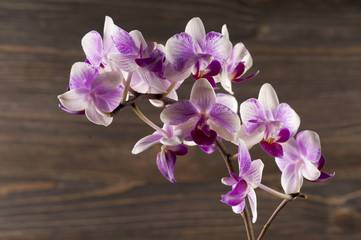 Orchid flower over wooden background.